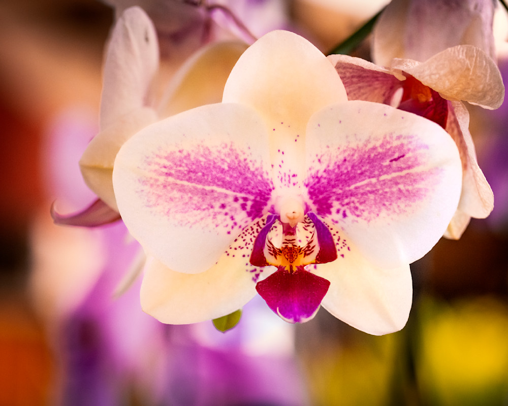 Symmetrical Orchid