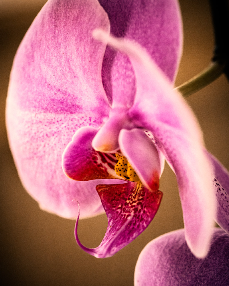 Closeup of Tropical Orchid