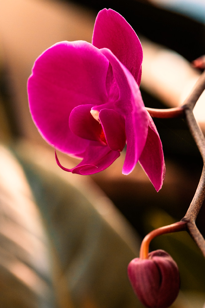 Deep Fuchsia Orchid