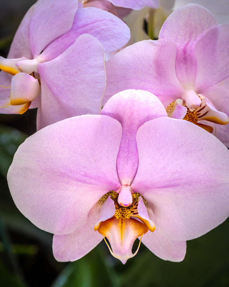 Pastel Purple Orchid