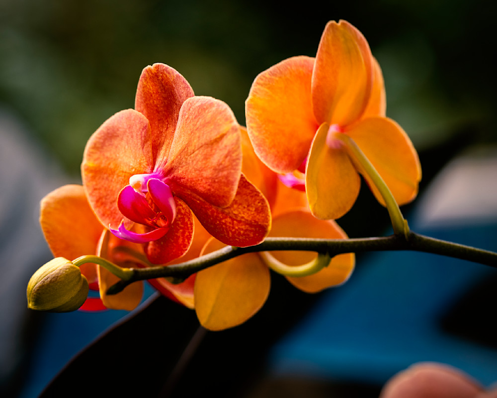Vibrant Red Orange Orchids