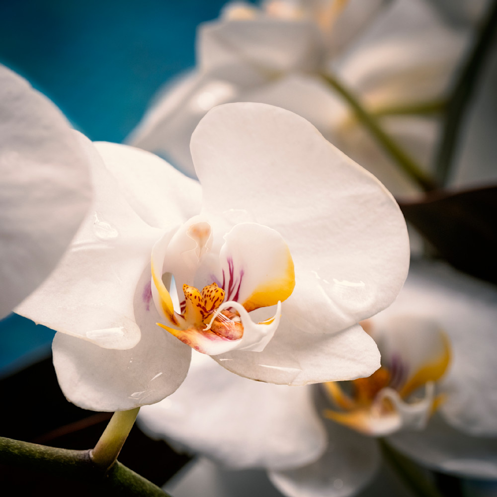 Orchid in White and Yellow