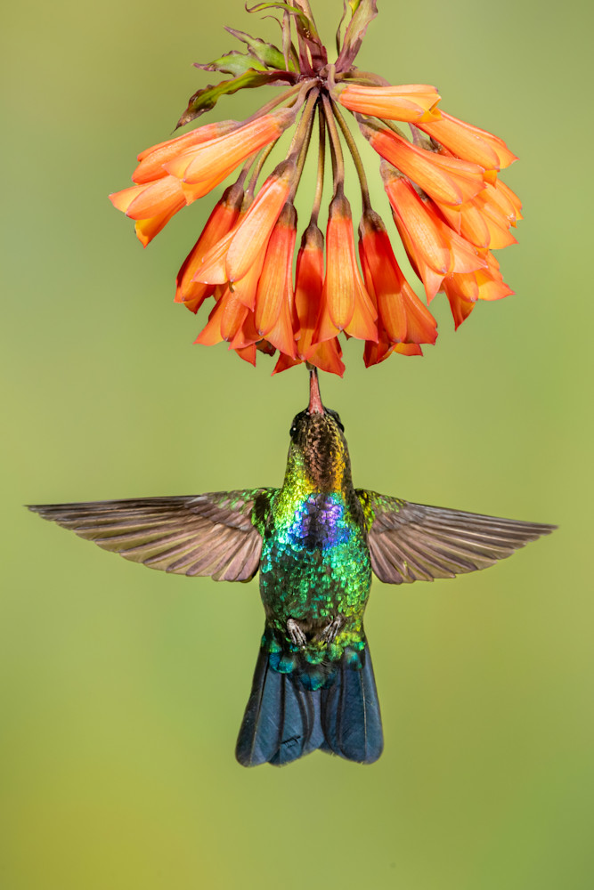 Angelic Hummingbird Photography Art | Terrie Gray Photography