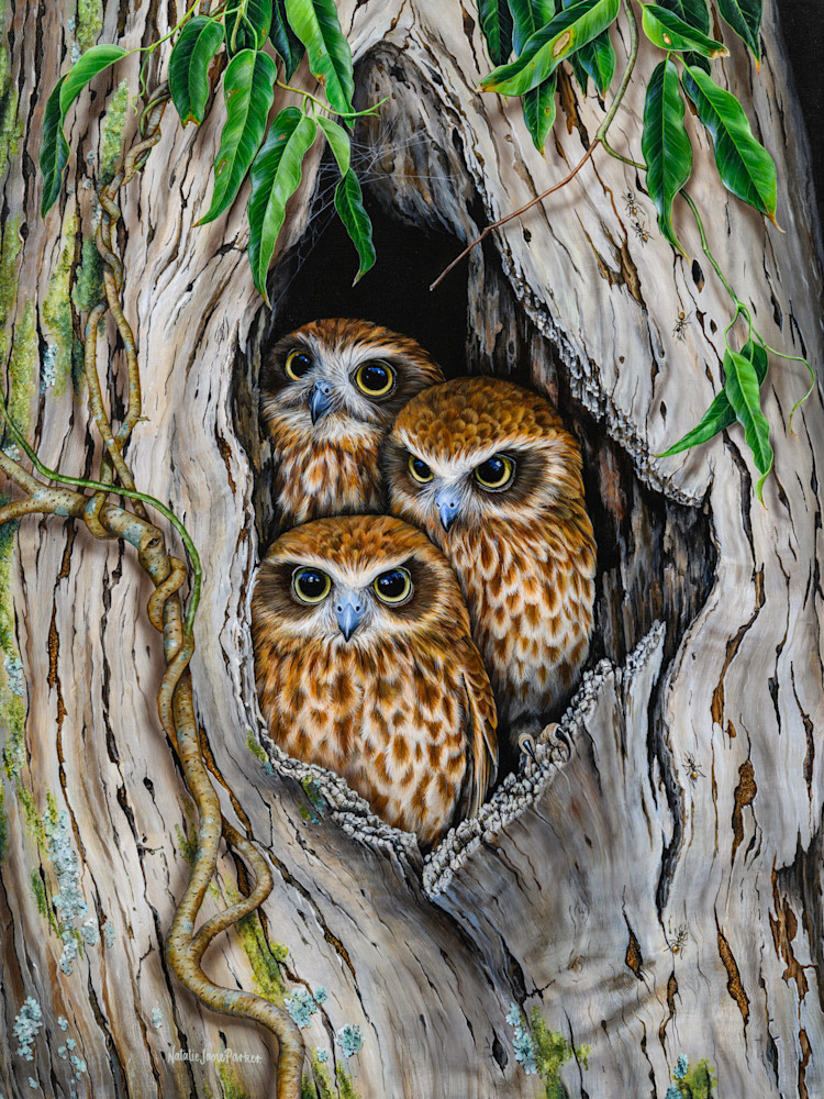 Southern Boobook Owls (Ninox boobook) Australian Wildlife Art by Natalie Jane Parker owl