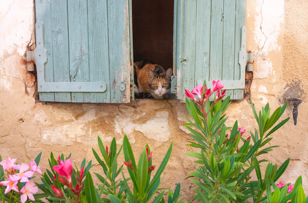Provence Rustrel Shutter Cat