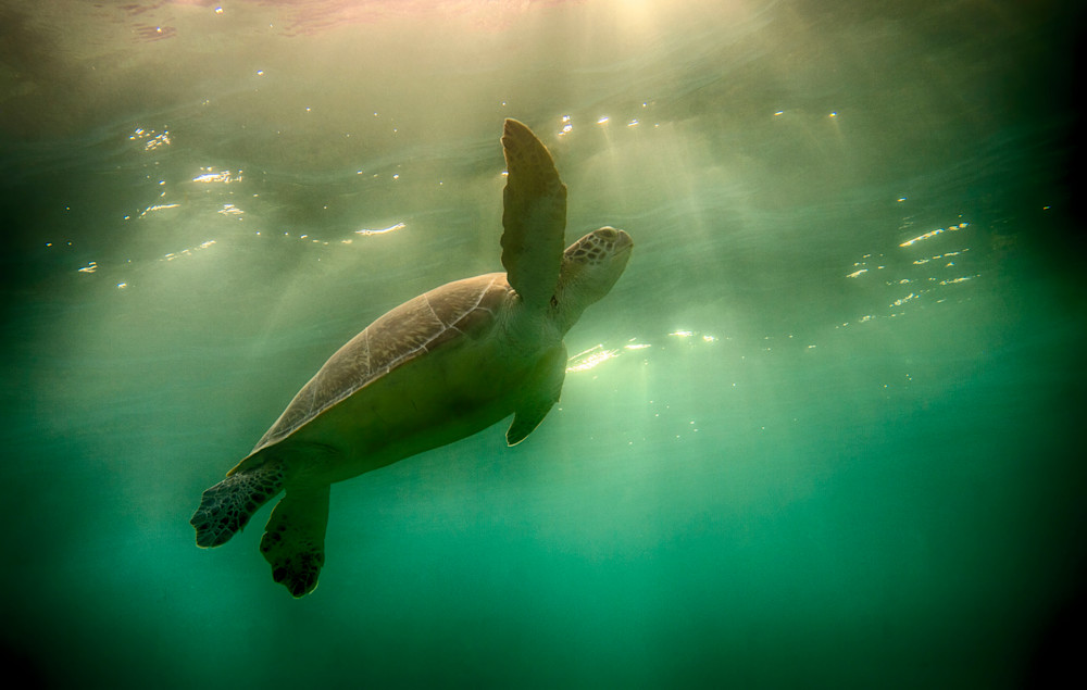Turtle Sky Photography Art | Dodge Ocean