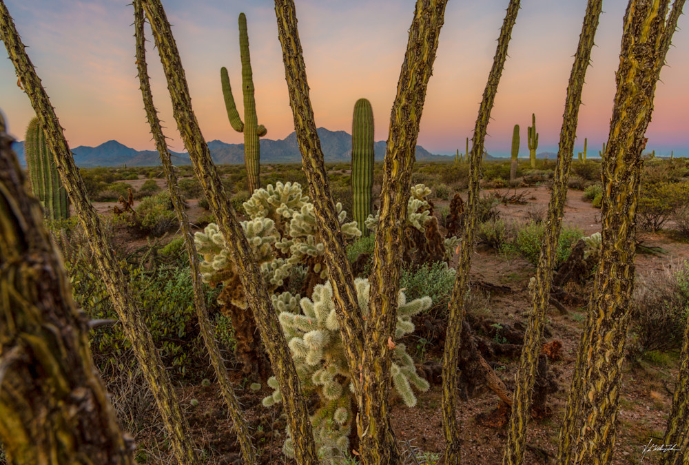 Ocotillo and Cholla | Sonoran Desert