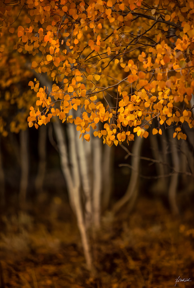 Dancing ghost. Aspens in fall foiliage in the Manti-La Sal National Forest.
