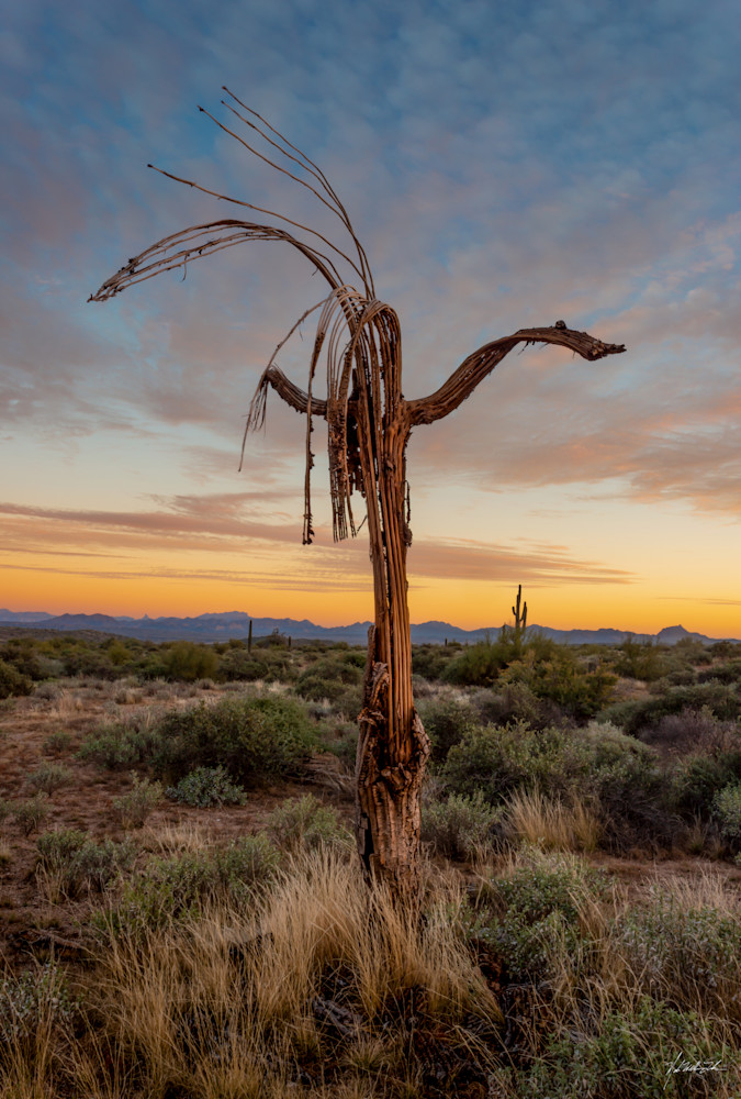 Cactus Kokapelli | Sonoran Preserve
