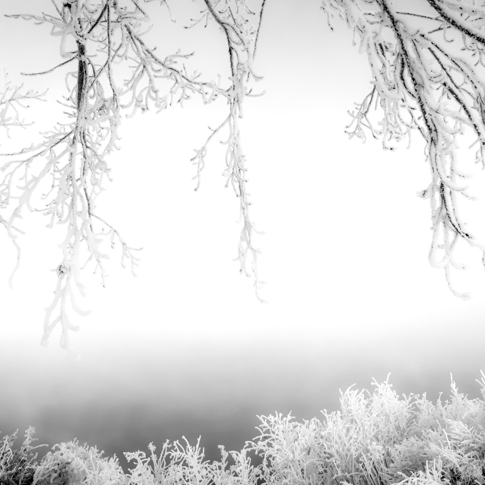 Frost in the Trees along the Snake River on the Idaho Oregon border.