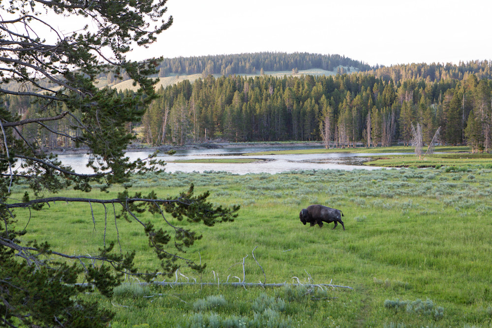Bison In The Landscape Photography Art | Philipson Foundation