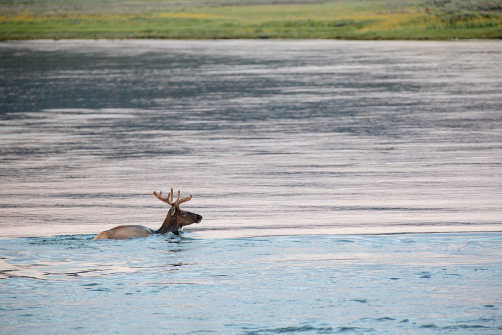 Bull Elk Crossing The River At Sunset Photography Art | Philipson Foundation