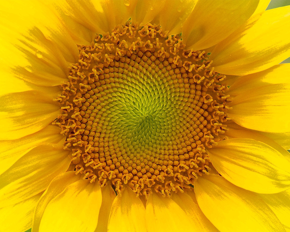 Sunflower Gold Photography Art | 3ButterfliesPhotography