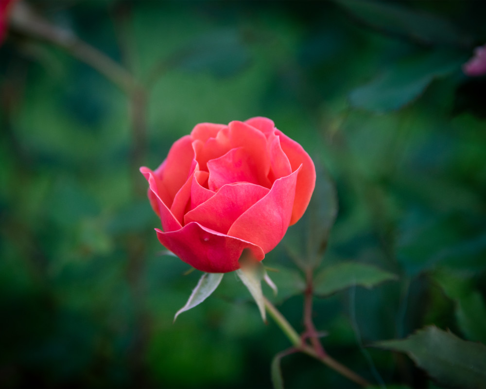 Single Rose Photography Art | 3ButterfliesPhotography