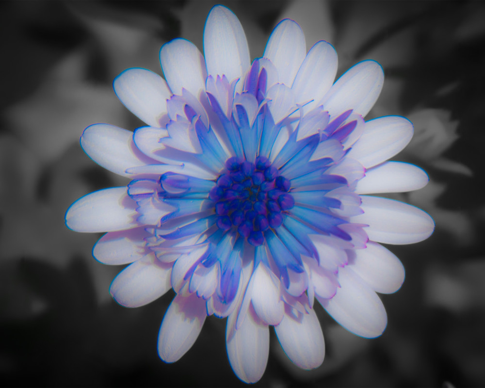 Purple And Blue Beauty Photography Art | 3ButterfliesPhotography