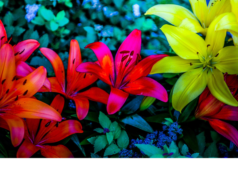 Colorful Lilies Photography Art | 3ButterfliesPhotography