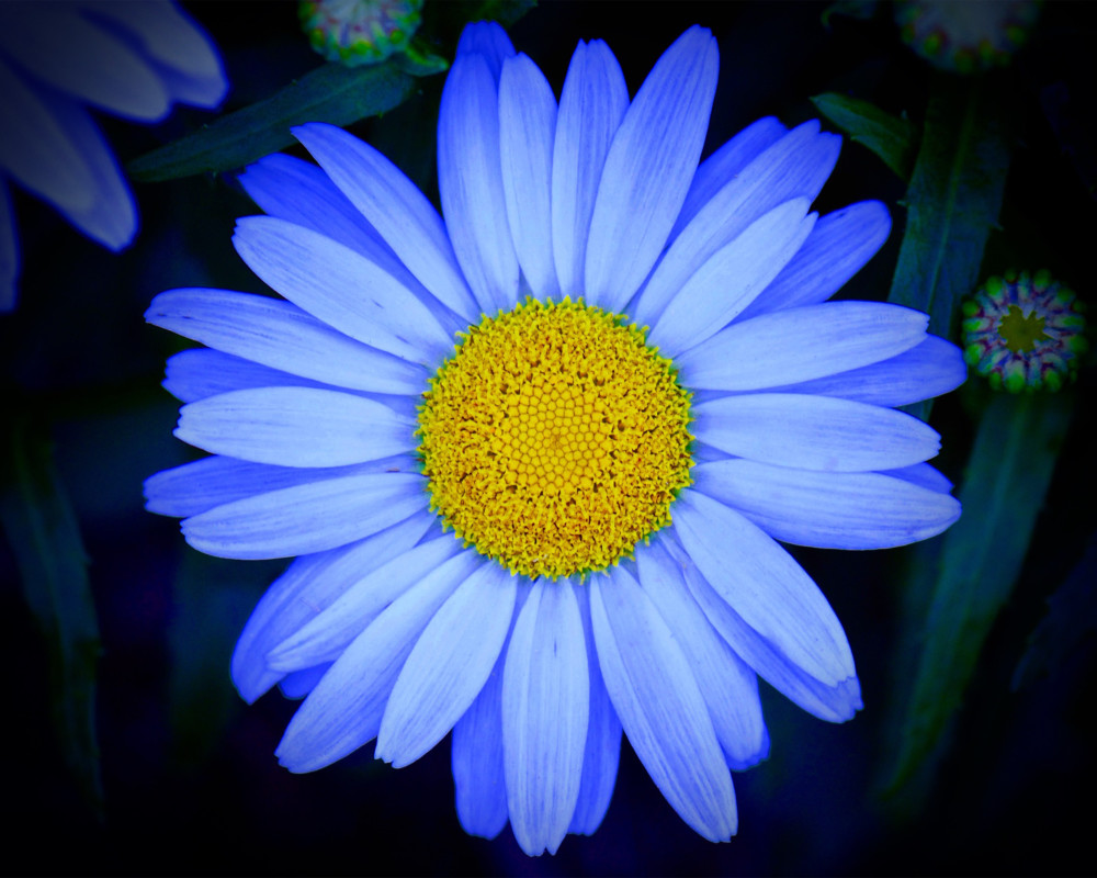 Blue Daisy Photography Art | 3ButterfliesPhotography