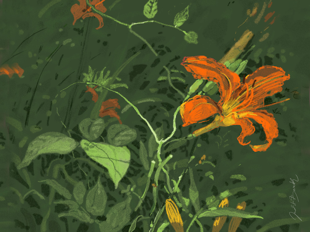 Wild Lilly Art | Judith Barath Arts