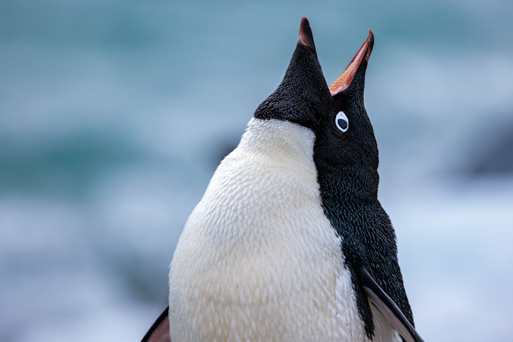  Adélie Penguin // Antarctica Photography Art | Opila Media