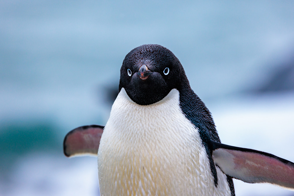  Adélie Penguin // Antarctica Photography Art | Opila Media