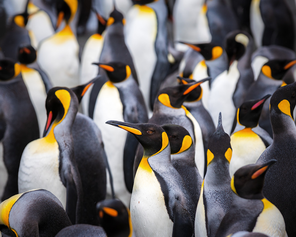 King Penguins // South Georgia Island Photography Art | Opila Media