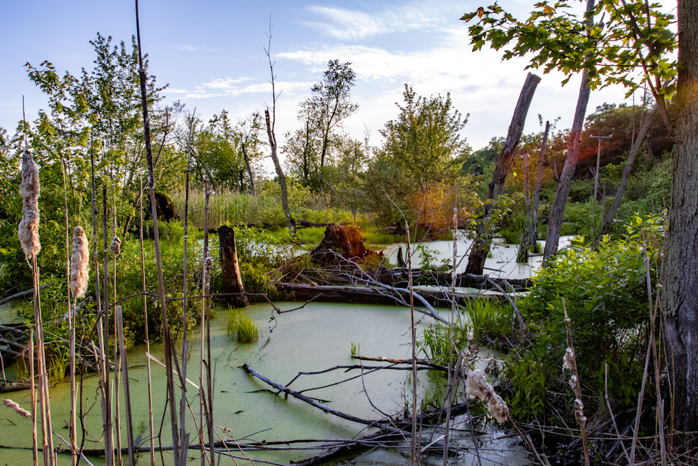 Sunlit Whispers Over Watery Greens Photography Art | Kevin Morris Photography USA