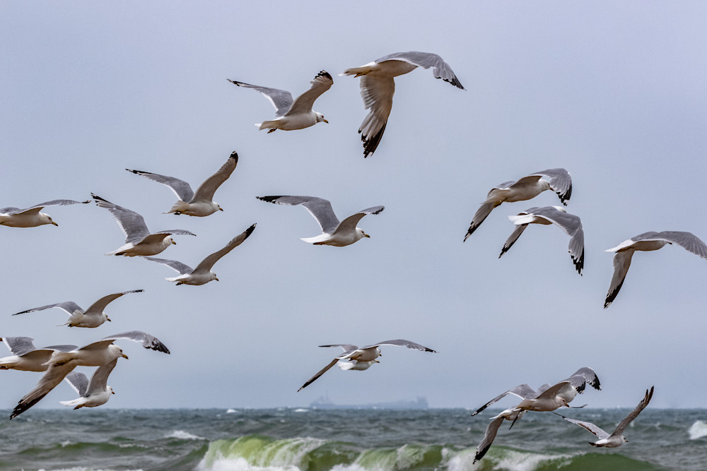 Gulls' Journey Through Tranquil Skies Photography Art | Kevin Morris Photography USA