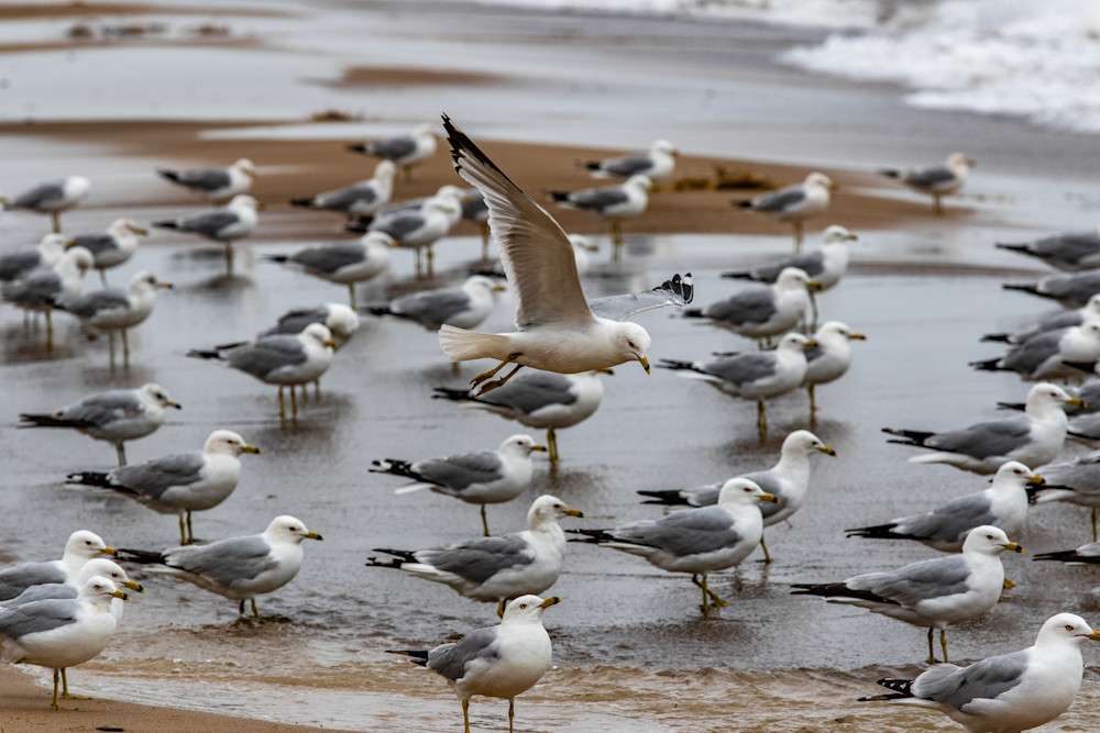 Reflections Of Feathered Landing Photography Art | Kevin Morris Photography USA