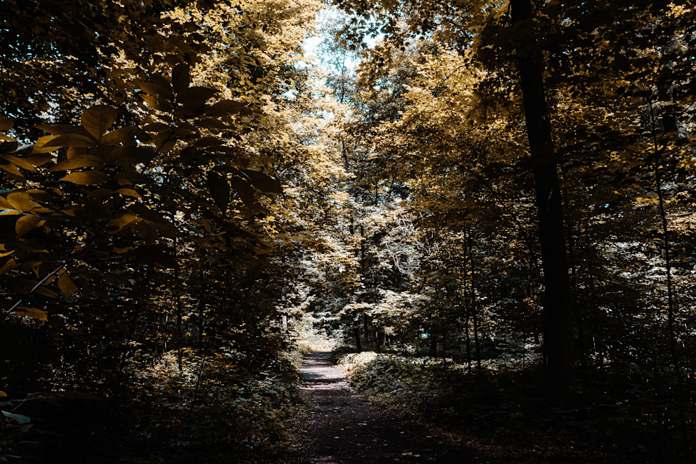 Autumn In The Woods Photography Art | Kevin Morris Photography USA