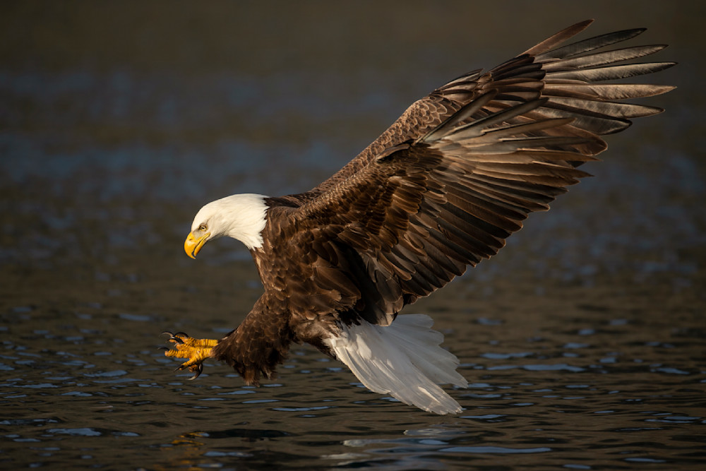 Concentration Photography Art | D. Robert Franz Photography
