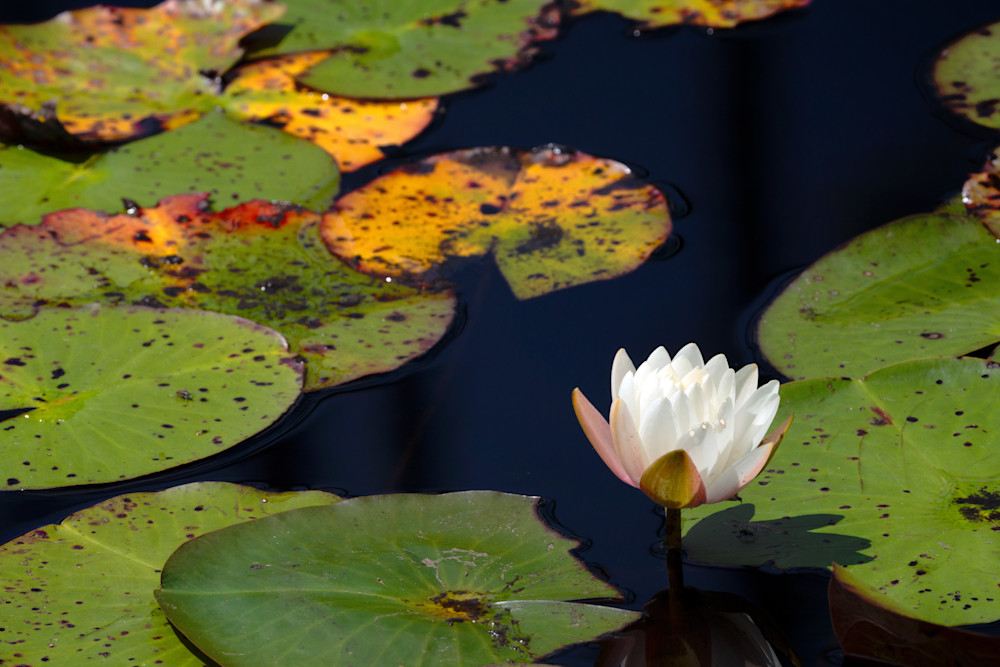 Waterlily Photography Art | Playful Gallery by Rob Harrison
