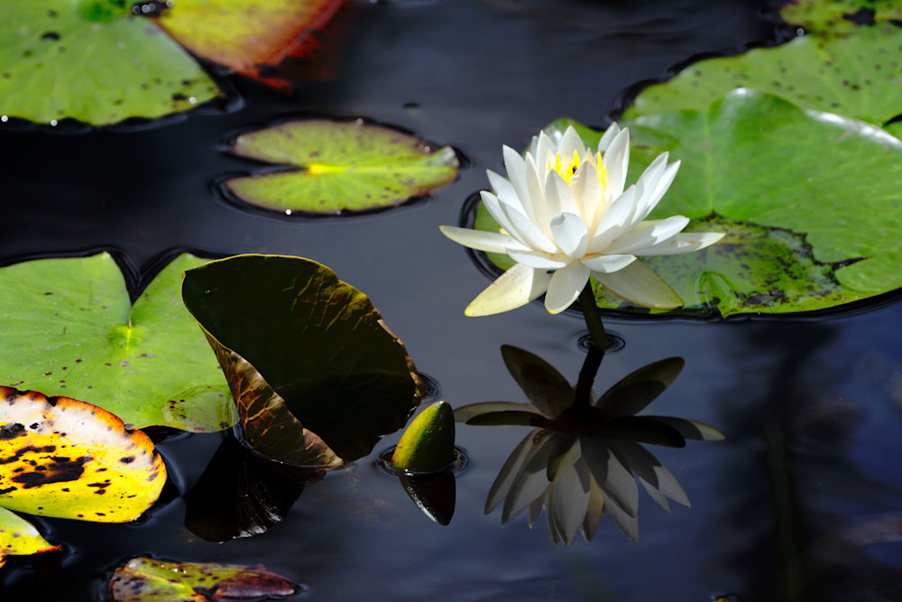 Waterlily Reflection Photography Art | Playful Gallery by Rob Harrison