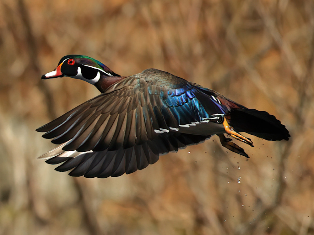 Wood Pond Duck In Flight 02 Cropped Photography Art | Michael Brinkley Nature Photography