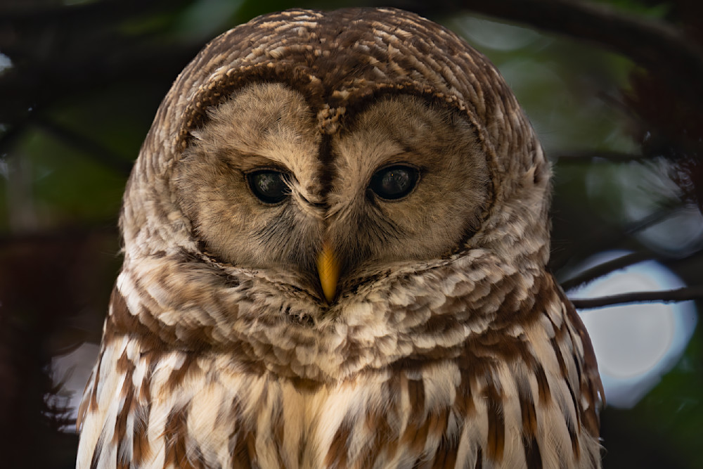 Barred Owl Stare Photography Art | Matt's Moments Photography