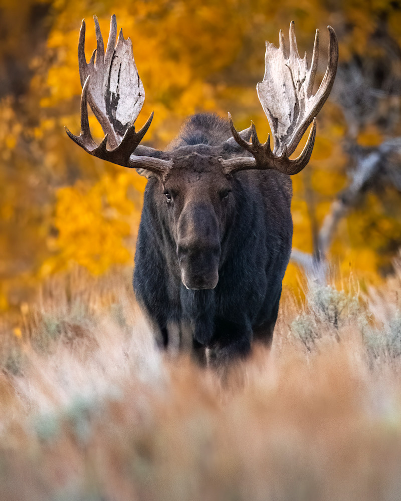 Moose After Sunset