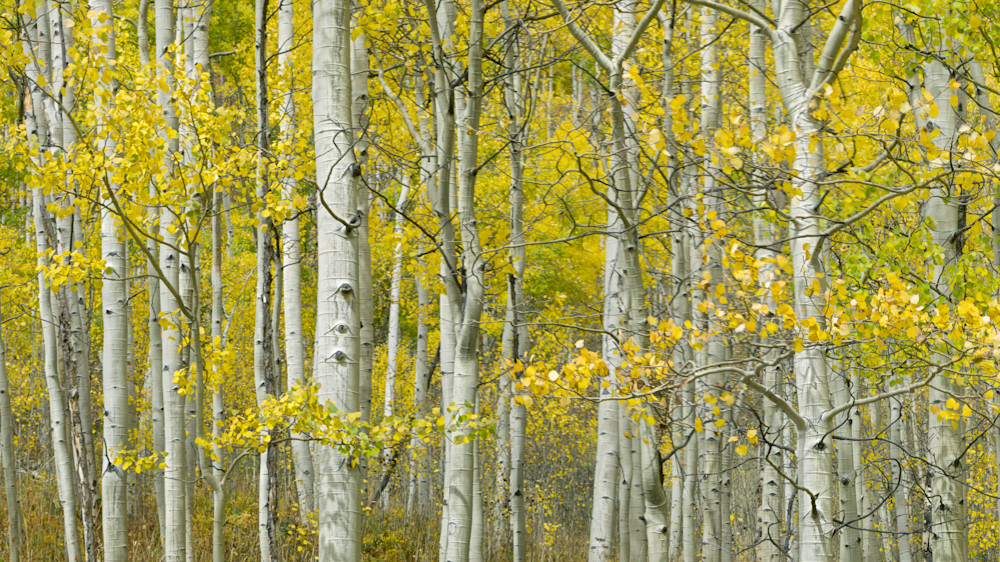 Aspen Trees Panorama Photography Art | Craig Voth Photography