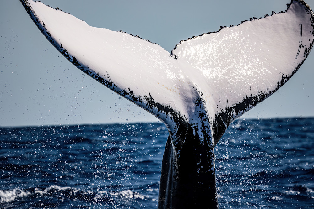 Humpback Fluke Photography Art | Vitamin Sea Photography