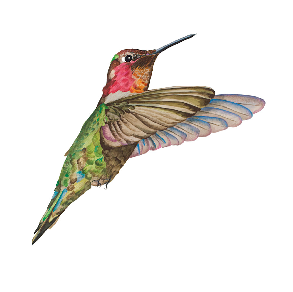 Anna's Hummingbird Art | VeraChroma