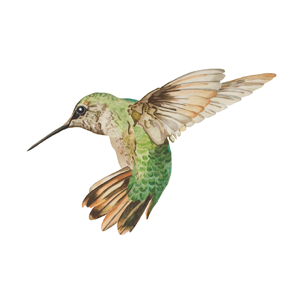 Ruffus Hummingbird