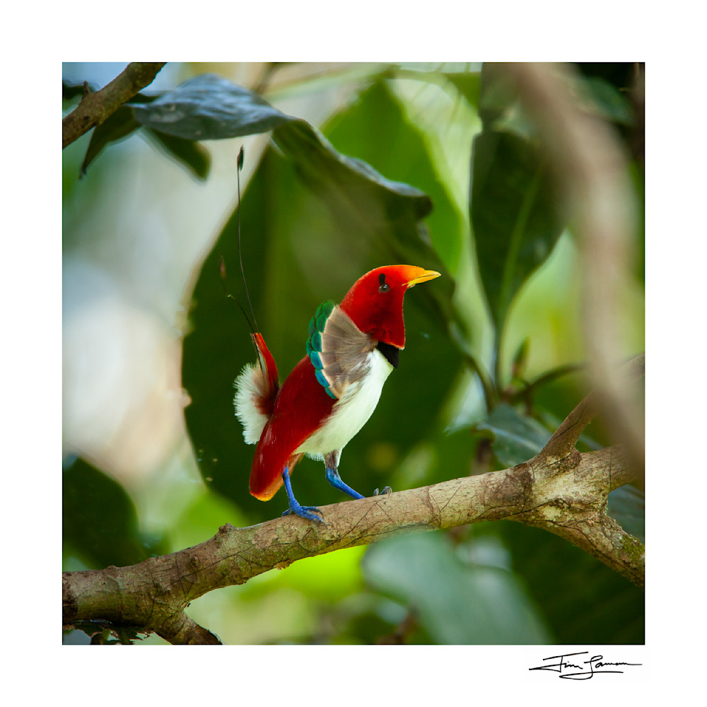 The Dancing King bird of paradise as home decor.