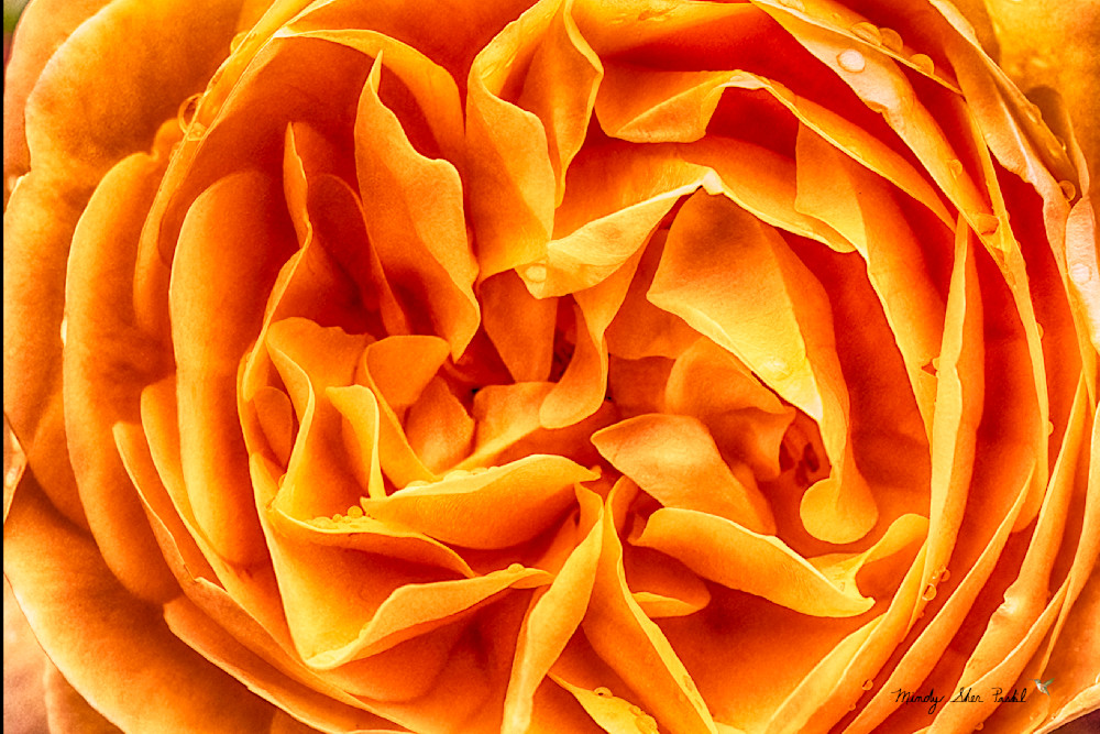 Not Just Another Yellow Rose Photography Art | Mindy Fine Art Photography