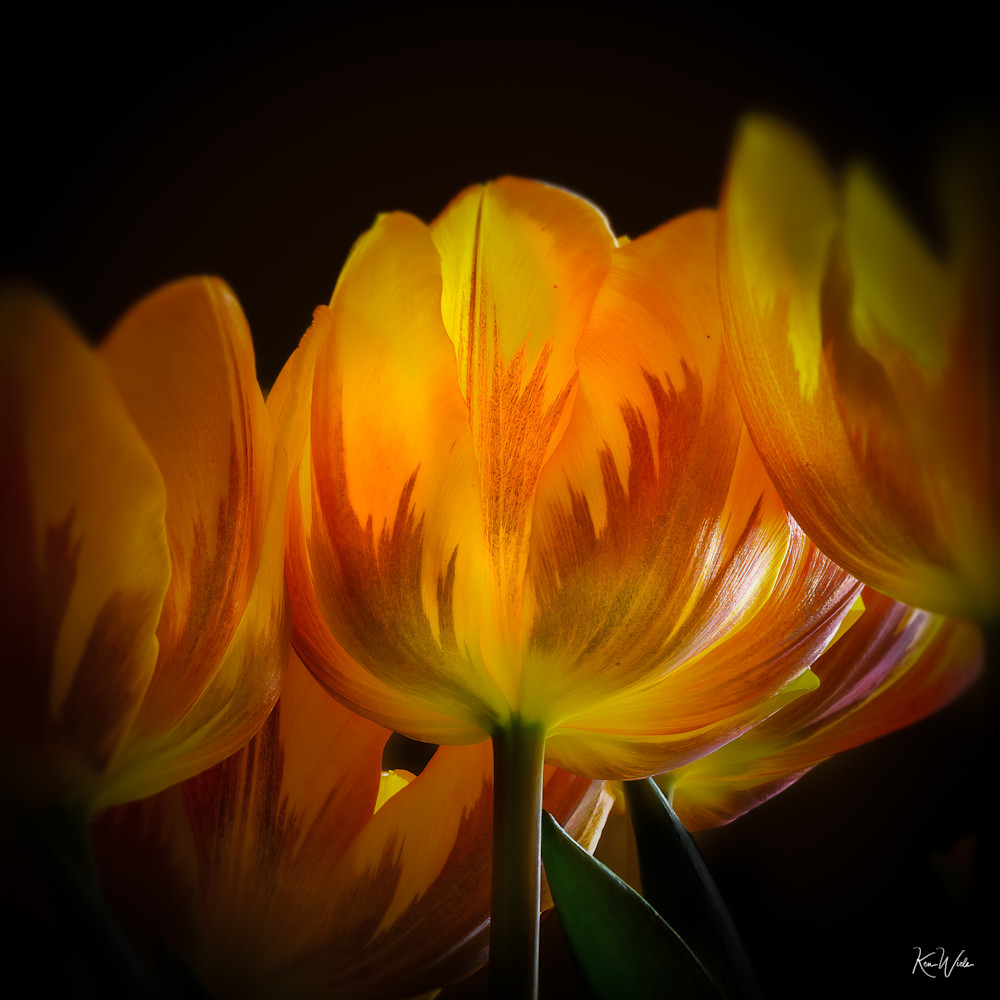 Spring Arrival Photography Art | Ken Wiele Photography