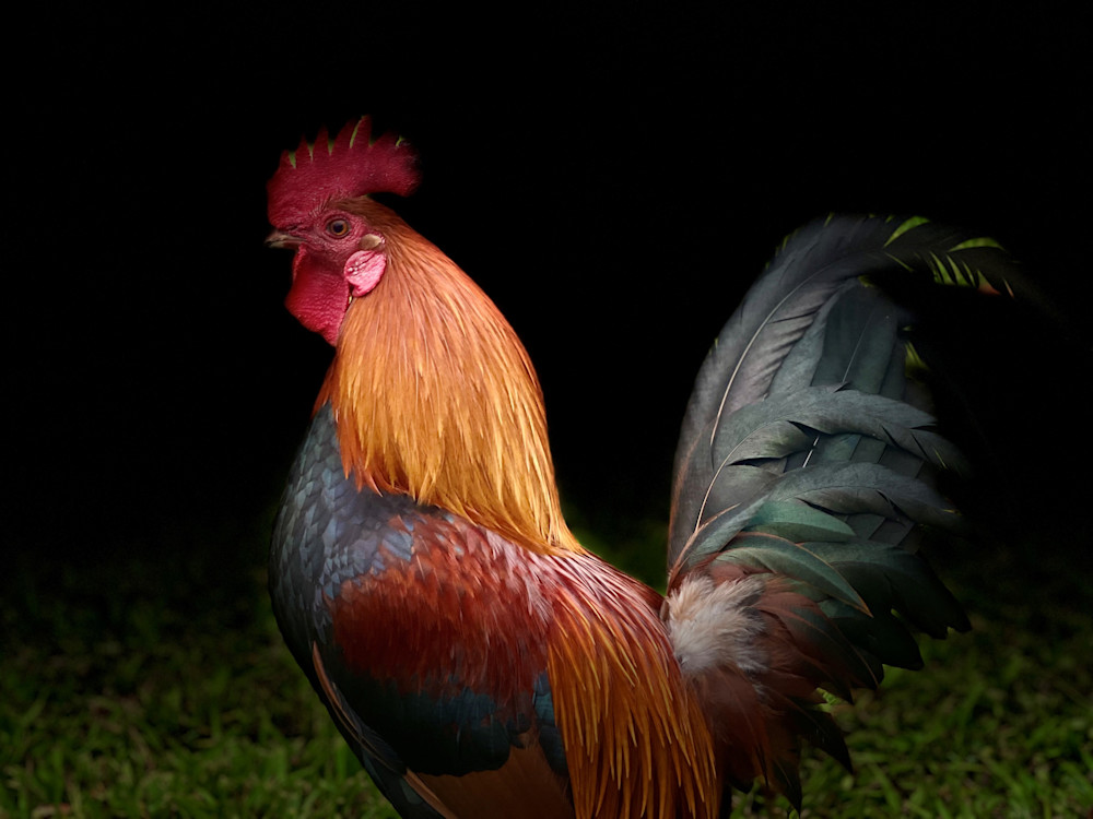 Cock Sure Photography Art | Randall Whitehead