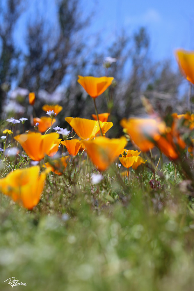 Ca Poppy Talk Art | Whiskers and Waggers