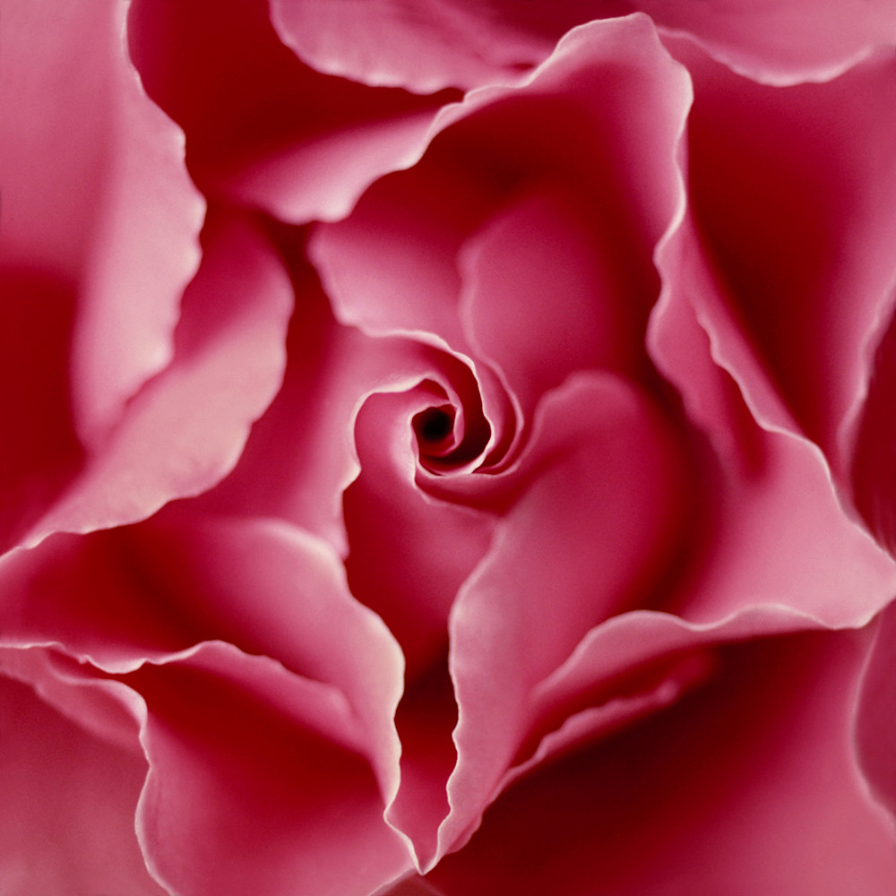 Star Rose Photography Art | Jerry Downs