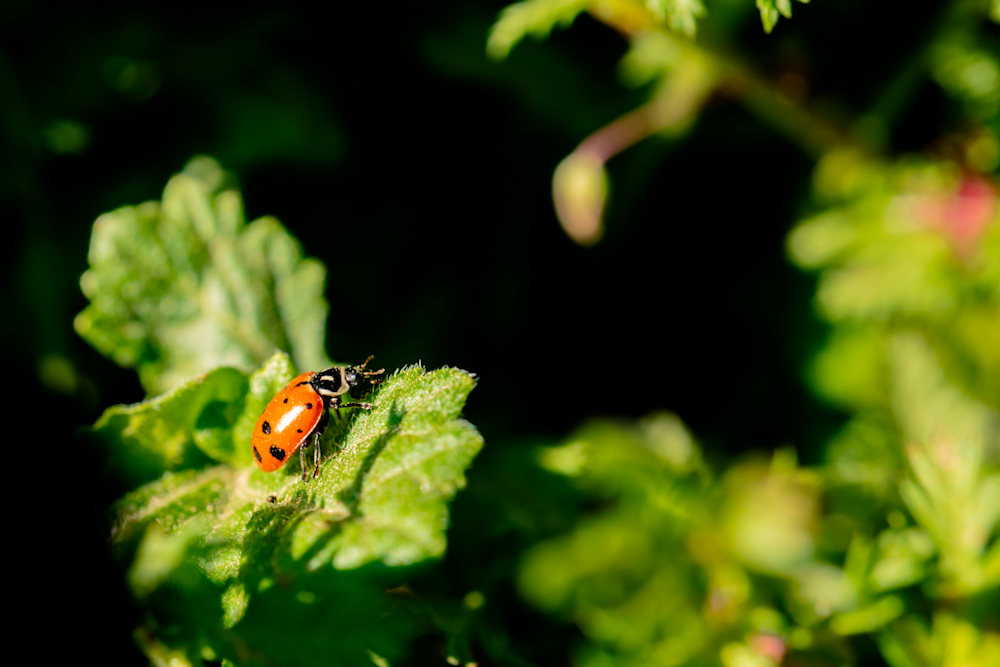 Ladybug Light And Dark Photography Art | Kelly Nine Photography