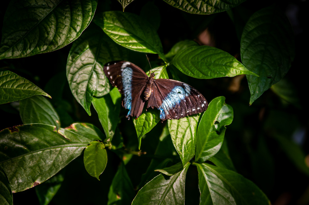 Butterfly Garden -4
