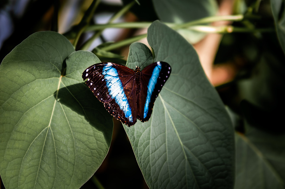 Butterfly Garden -5