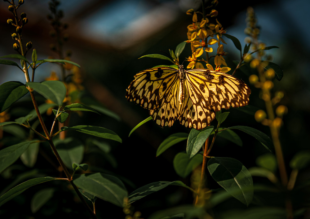Butterfly Garden -9