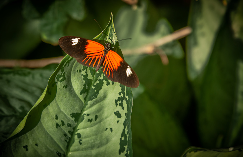 Butterfly Garden -14